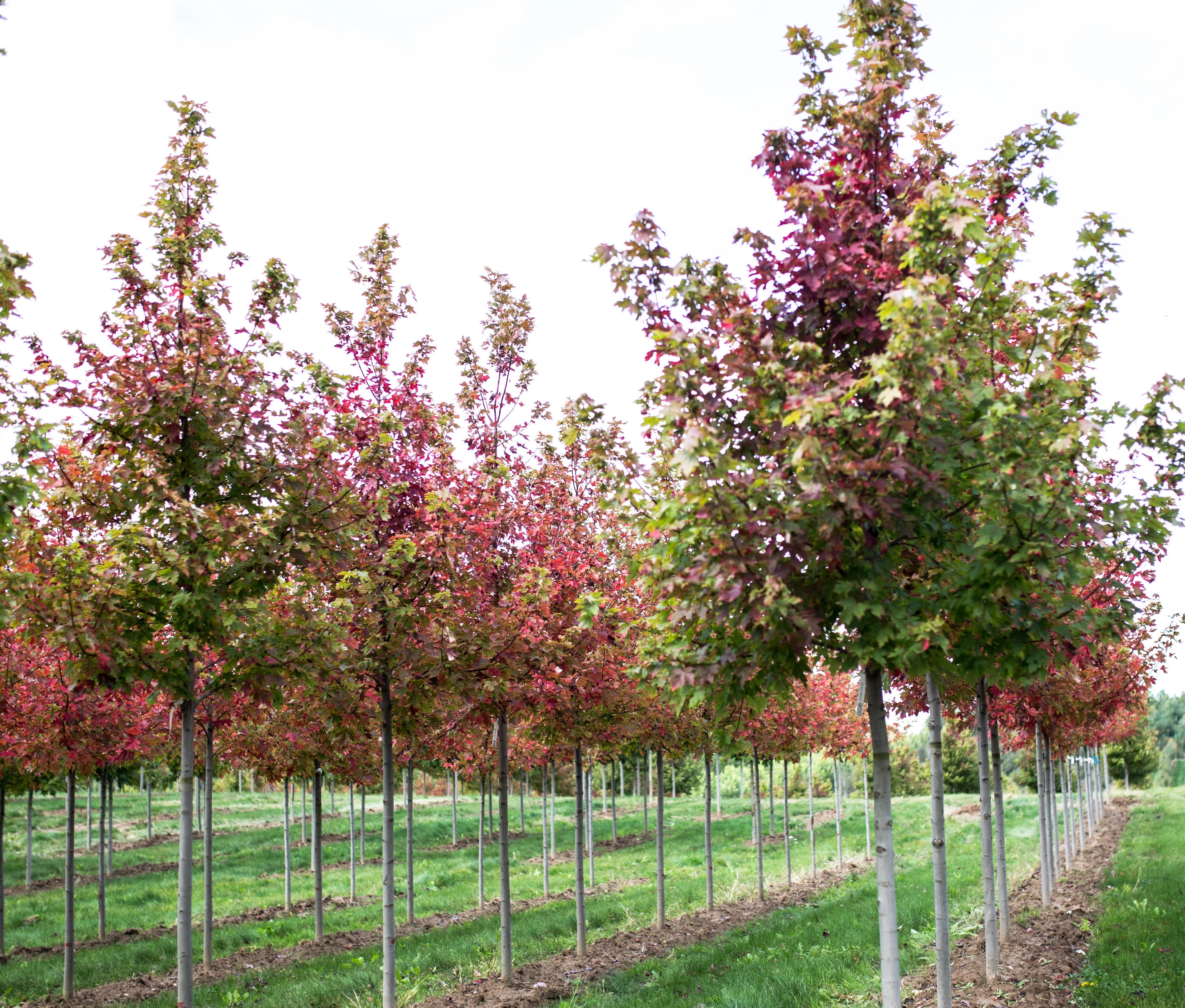 Acer x freemanii ‘Matador’